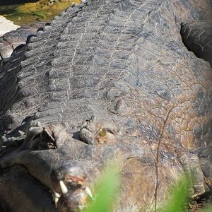 Tomistoma (Sunda Gharial)