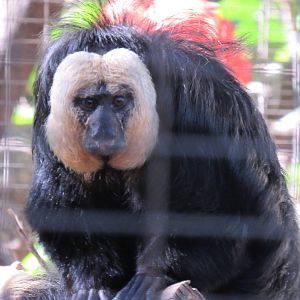 White Faced Saki Monkey