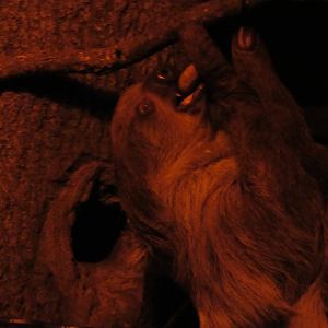 Linne's Two Toed Sloth