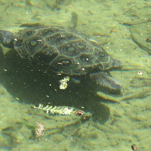 Diamondback Terrapin