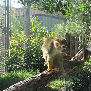 Squirrel monkey
