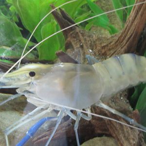 Unicorn Prawn in Tiny Tot Nature Spot