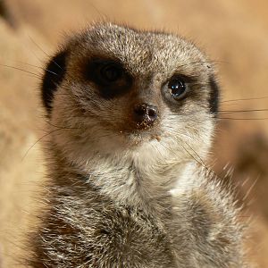 Meerkat - 22 November 2015