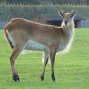 Kafue Flats Lechwe - 22 November 2015