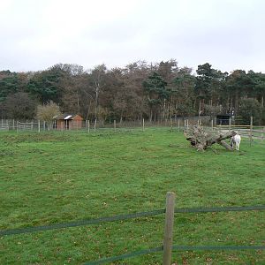 View of Addax Enclosure - 22 November 2015