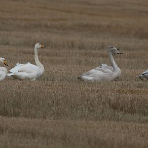 Whooper Family