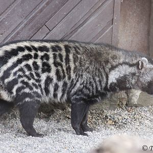 African Civet (Civettictis civetta), October 2012