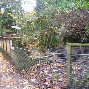 Work on the new Dwarf Mongoose enclosure