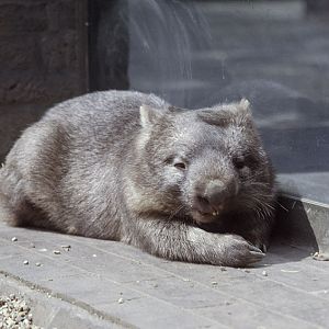 Common wombat 1974