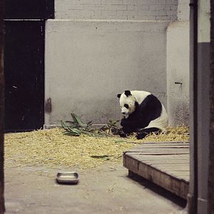 Giant panda Chi Chi 1972