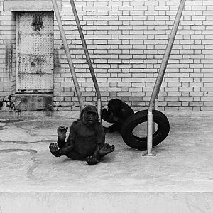 Gorillas in the old Ape House 1972
