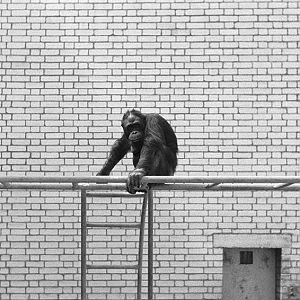 Orang in the old Ape House 1972