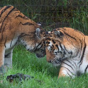 Amur tiger : Whipsnade : 19 Nov 2015