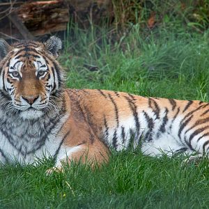 Amur tiger : Whipsnade : 19 Nov 2015