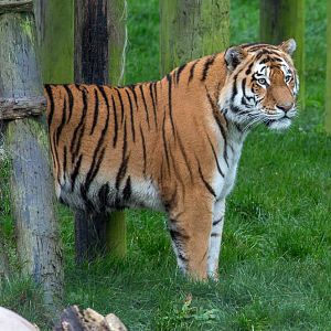 Amur tiger : Whipsnade : 19 Nov 2015