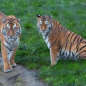 Amur tiger : Whipsnade : 19 Nov 2015