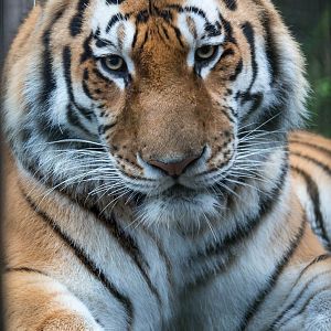 Amur tiger : Whipsnade : 19 Nov 2015