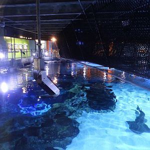 Nov. 2015 - Surrounded By Sharks Above Viewing + Shark Bridge