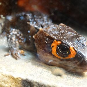 Nov. 2015 - Gator Alley - Red-eyed Crocodile Skink (New Species)