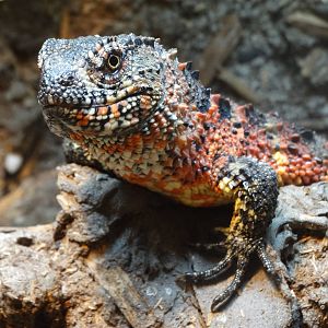 Nov. 2015 - Gator Alley - Chinese Crocodile Lizard