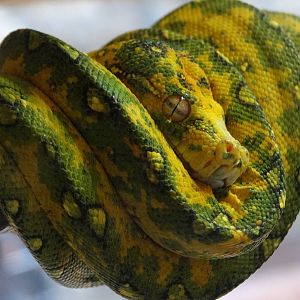 Nov. 2015 - Canyon Falls - Juvenile Green Tree Python