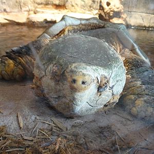 Nov. 2015 - Canyon Falls - Thunder....Out of Water?