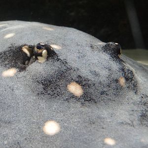 Nov. 2015 - Dangerous and Deadly - White-blotched River Ray