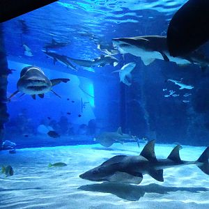 Nov. 2015 - Surrounded By Sharks