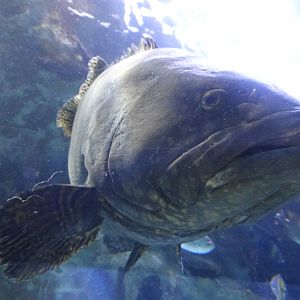 Nov. 2015 - Surrounded By Sharks - Giant Grouper