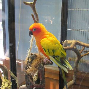 Son Conure in Tiny Tot Nature Spot