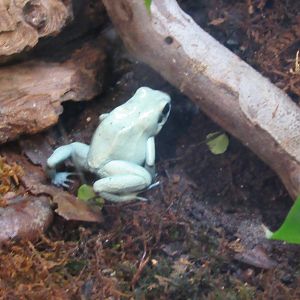 Terrible Poison  frog