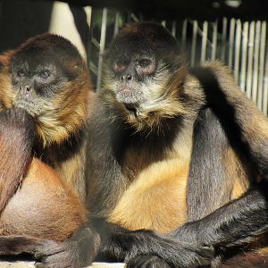 Black Handed Spider MOnkey