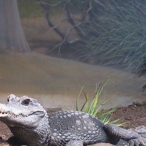 Dwarf Crocodile