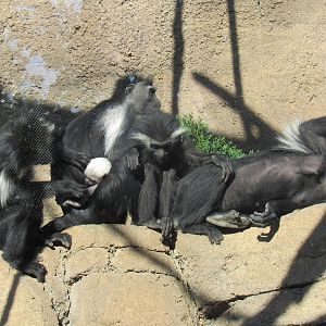 Angolan Colobus Family (with baby)