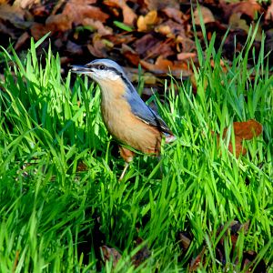 Nuthatch
