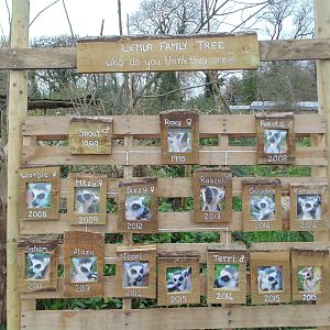 Ring Tailed Lemur Family Tree