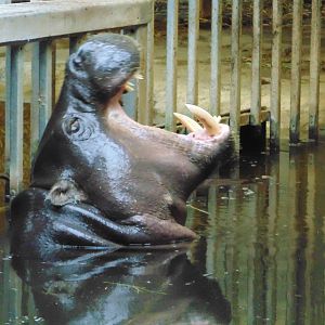 Pygmy Hippo