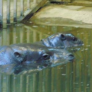 Pygmy Hippo