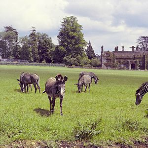 Grevy's zebra herd 1972