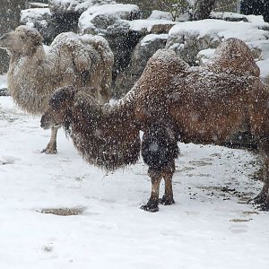 Bactrian camel