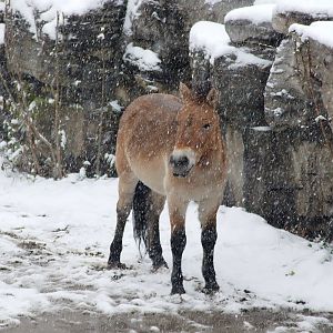 Przewalski's horse