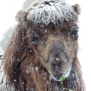 Bactrian camel in snow