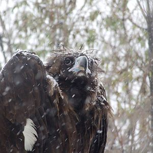 cinereous vulture