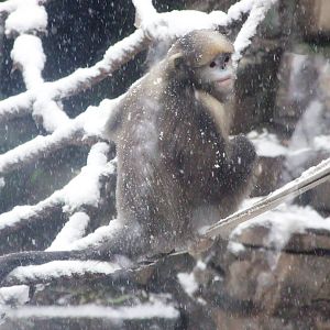 gray snub-nosed monkey