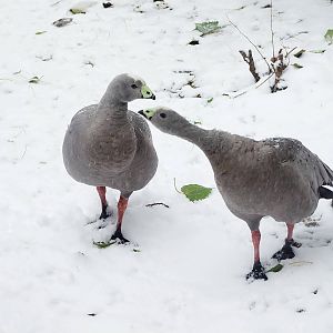 cape barren goose