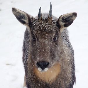Chinese goral