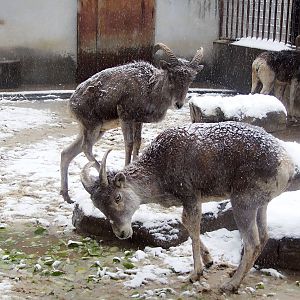 Tibetan argali (Ovis ammon hodgsoni)