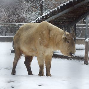 golden takin