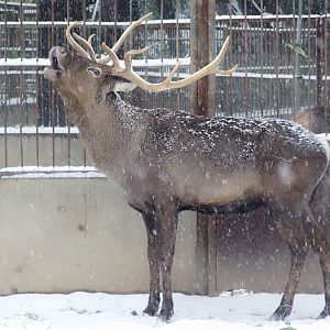 Sichuan red deer (Cervus elaphus macneilli)