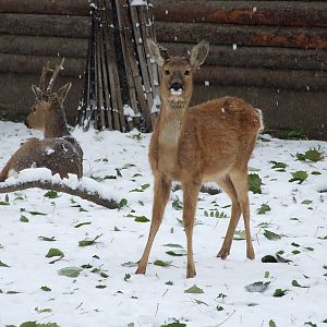 roe deer